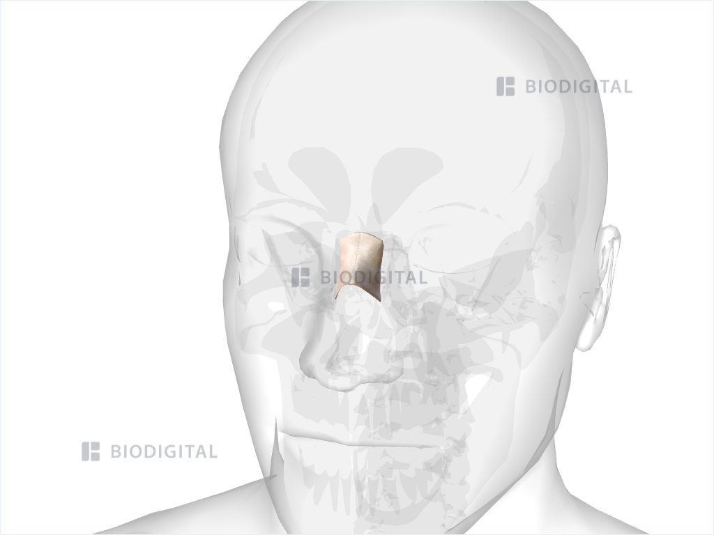 Nasal bone