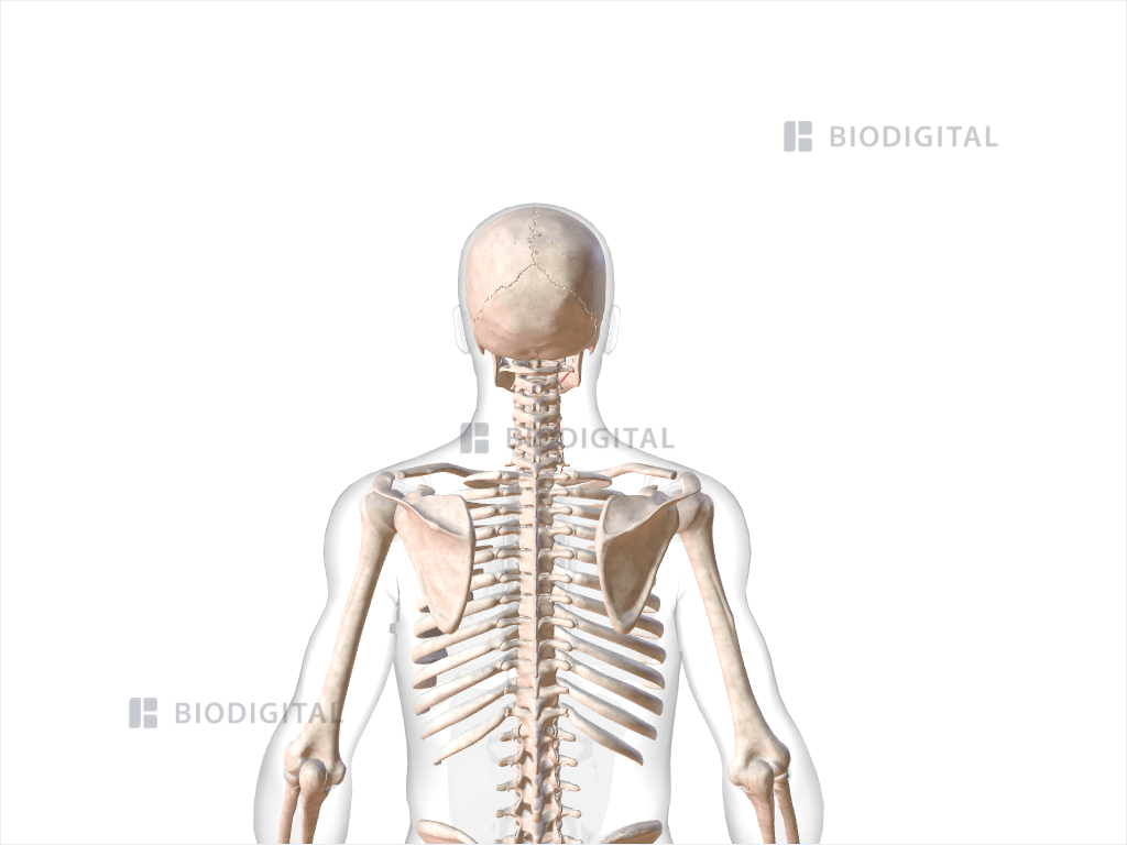 Right anterior cervical intertransversarii