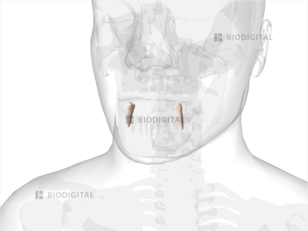 Mandibular second premolar