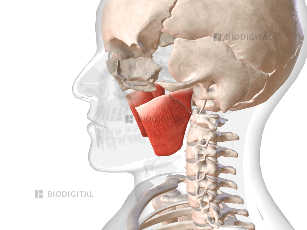 Masseter