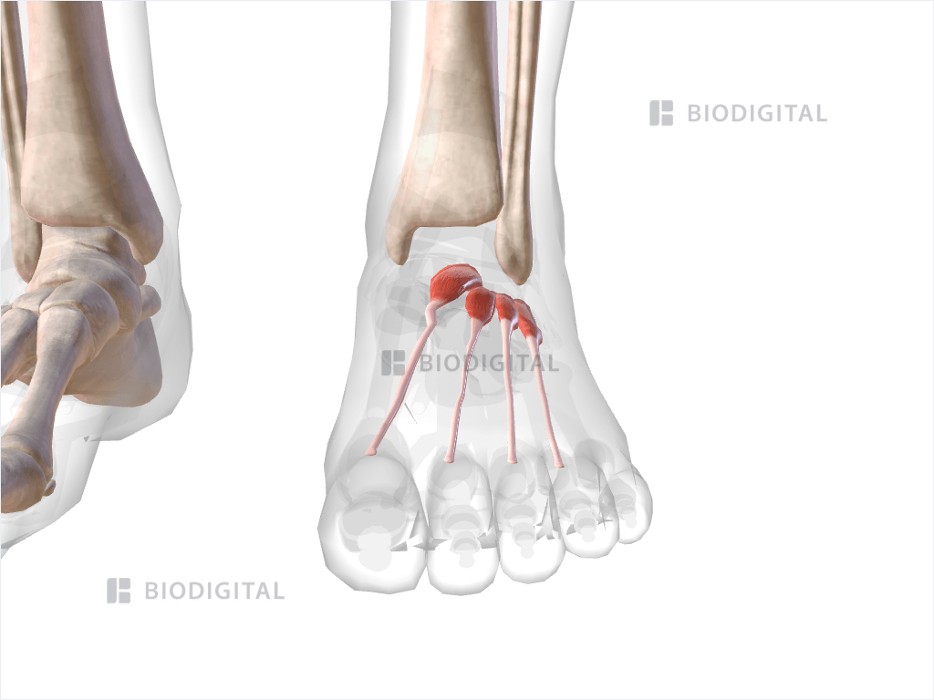 Superficial dorsal muscles of left foot