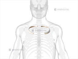 Second rib | BioDigital Anatomy
