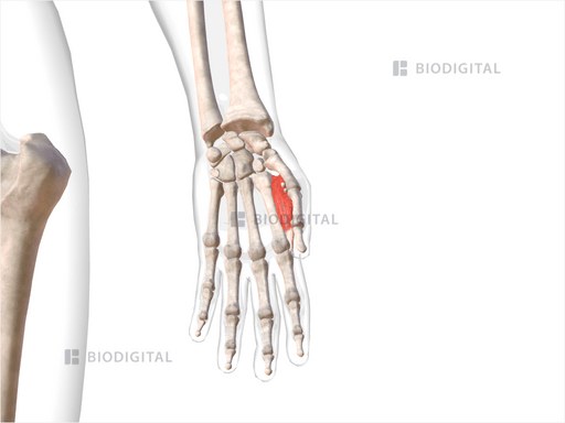 First dorsal interosseous muscle of left hand | BioDigital Anatomy