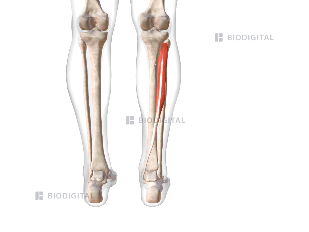 Right tibialis posterior