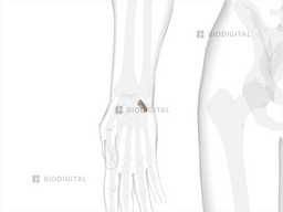 Right Triquetrum | BioDigital Anatomy