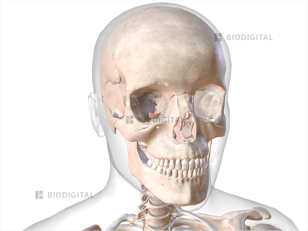 Right inferior tarsal