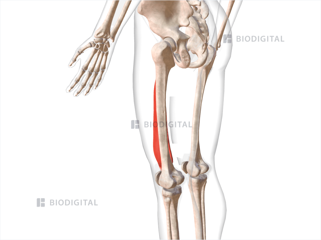 Left vastus medialis