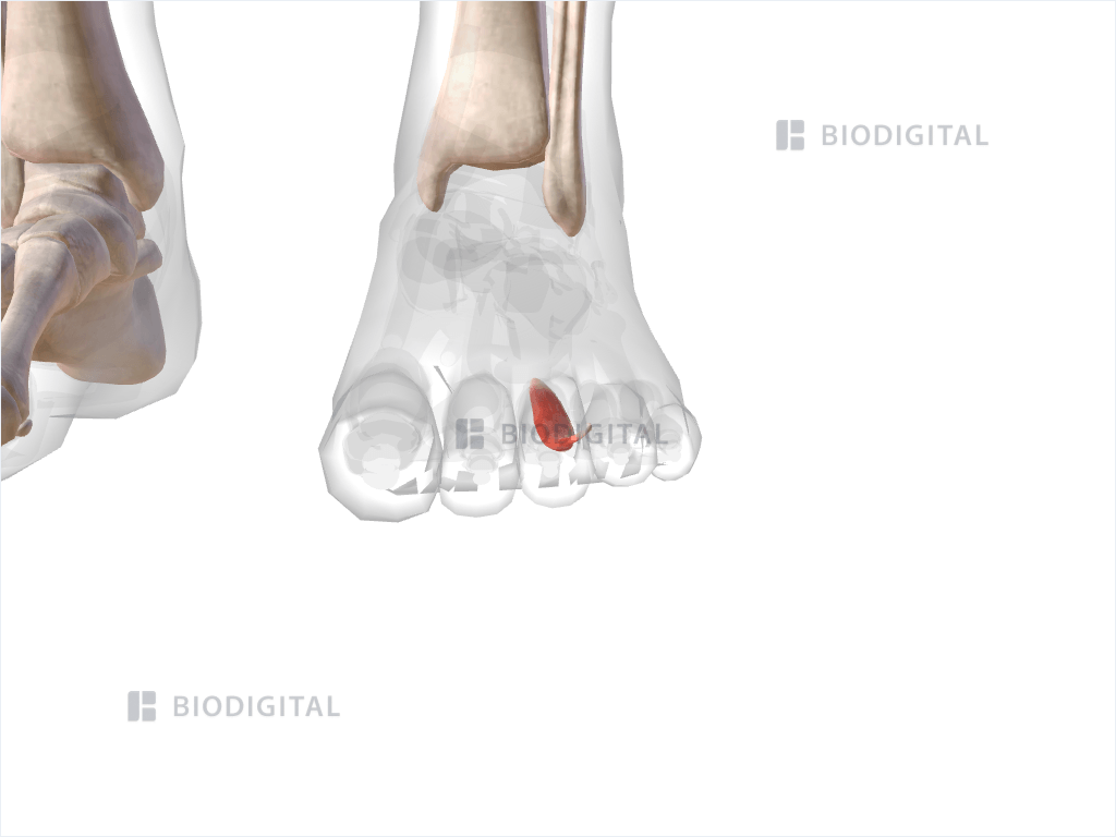 Third lumbrical muscle of left foot