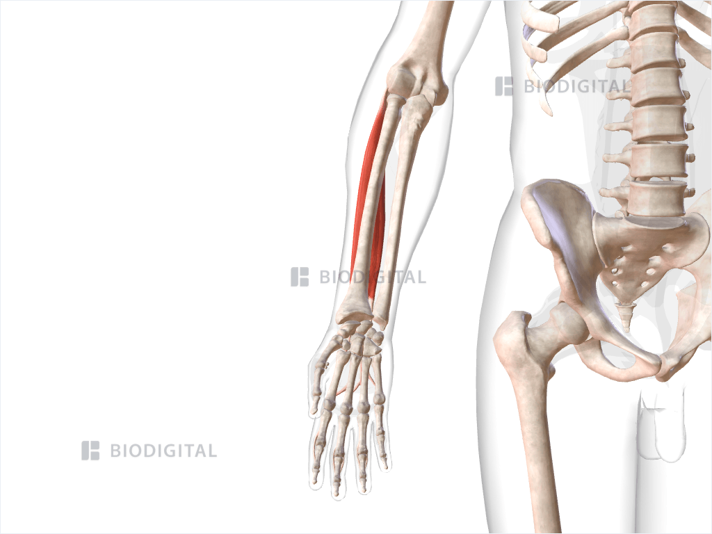 Right extensor digitorum