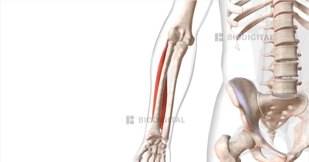 Extensor Digitorum Communis Labelled Drawing Of Forearm Extensor