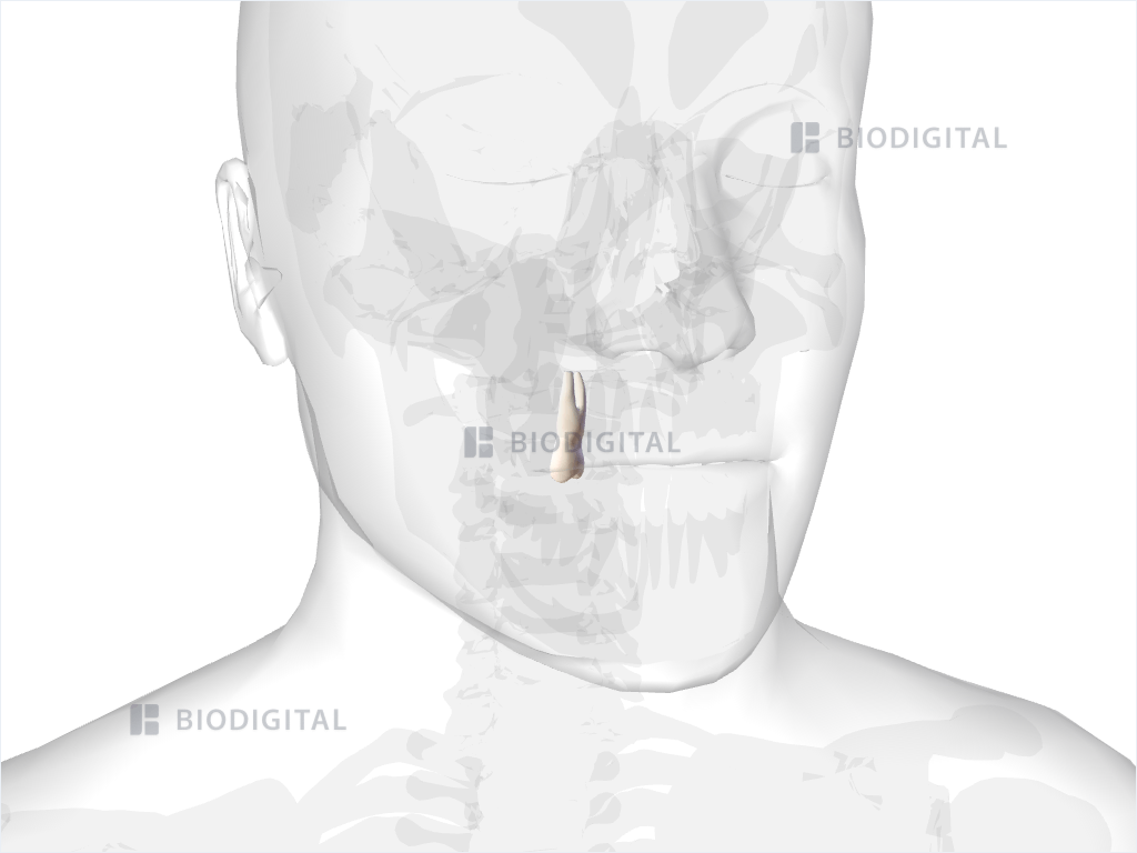 Right maxillary first premolar