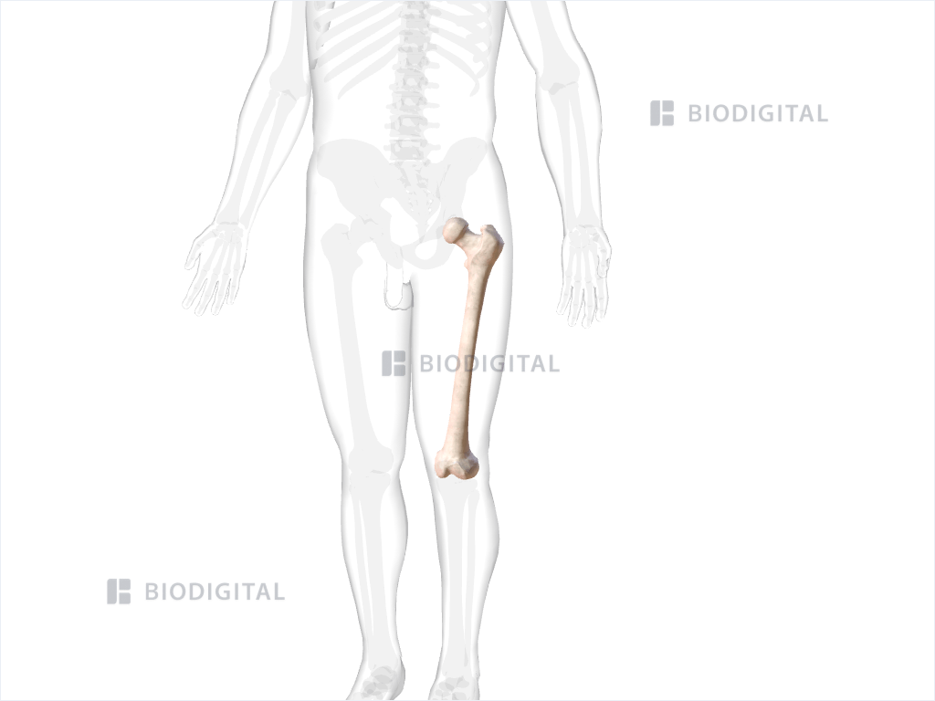 Left femur