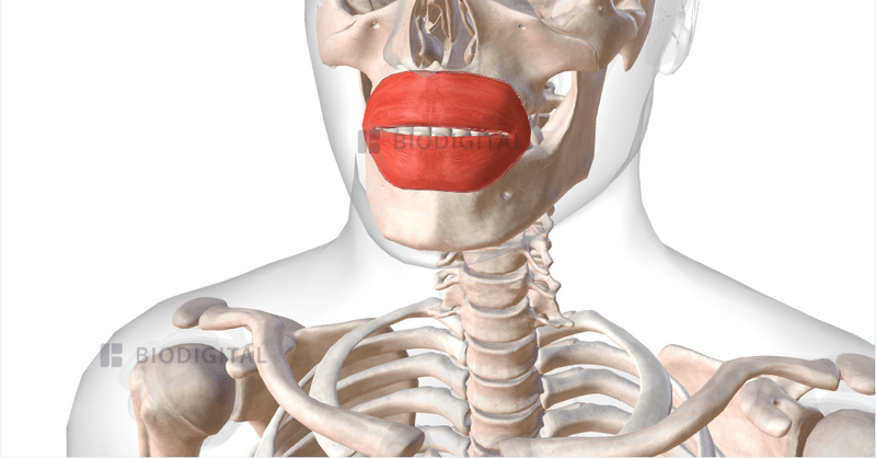 Orbicularis oris BioDigital Anatomy