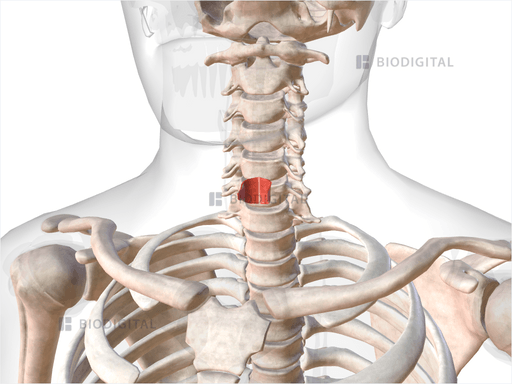 Lower part of cricopharyngeus | BioDigital Anatomy