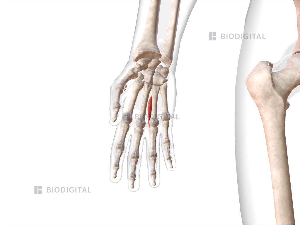 Second palmar interosseous muscle of right hand