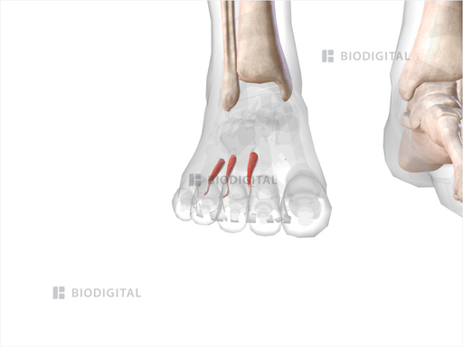 Plantar interosseous muscles of right foot | BioDigital Anatomy