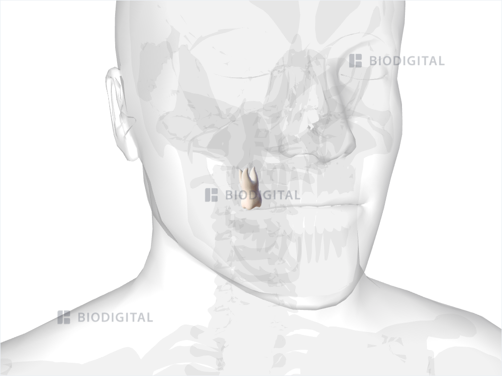 Right maxillary first molar
