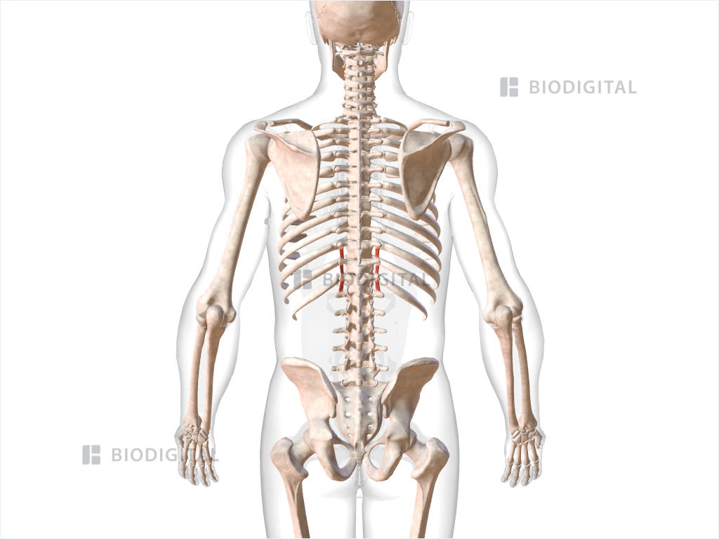 Lumbar intertransversarii