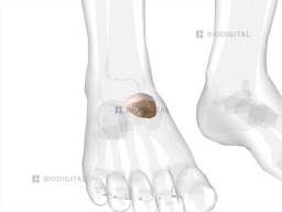 icd 10 code for right accessory navicular