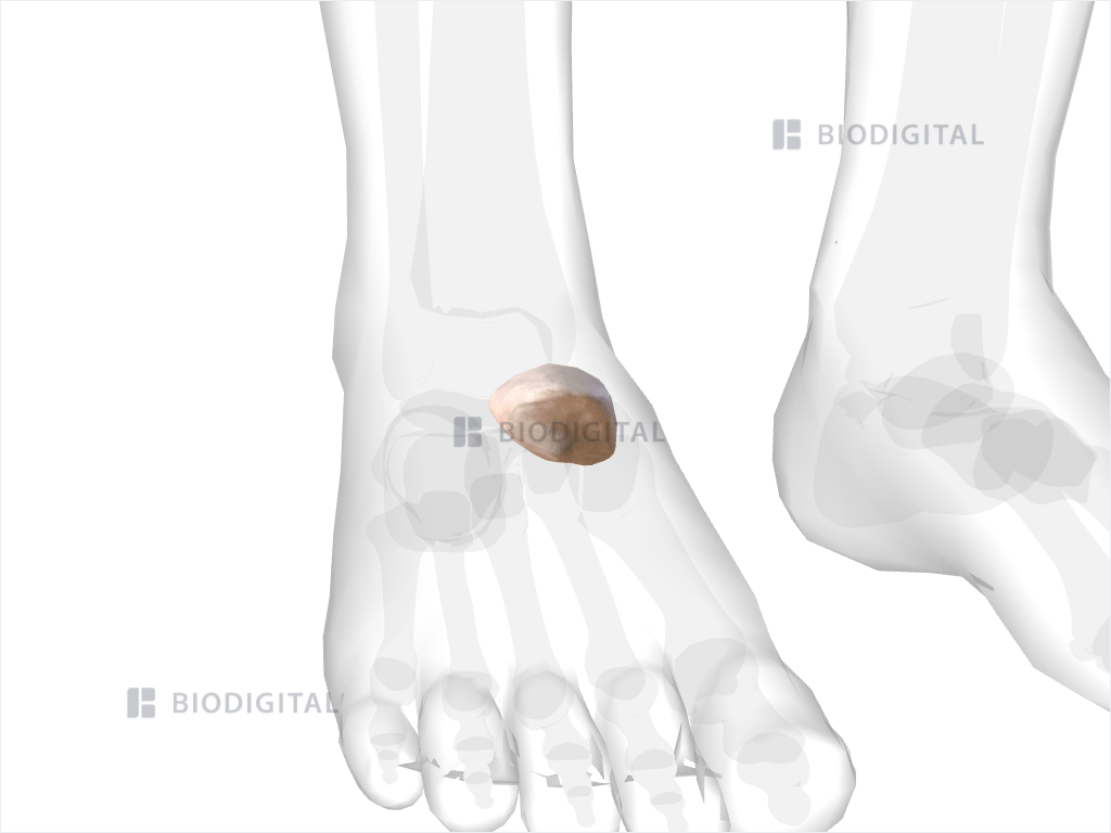 Right navicular