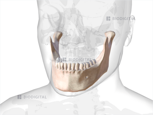 Lower jaw BioDigital Anatomy Lower jaw BioDigital Anatomy