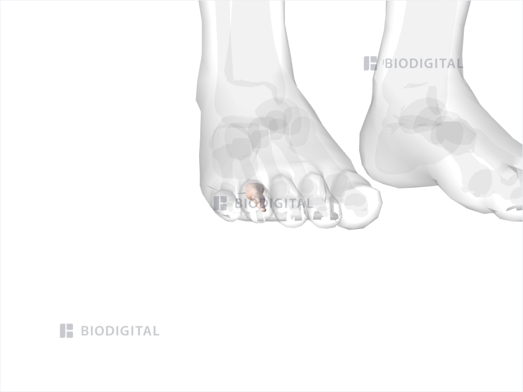 Phalanges of right fourth toe