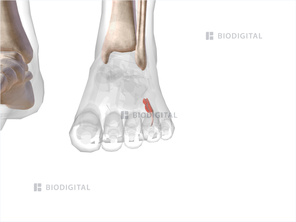 Fourth dorsal interosseus muscle of left foot