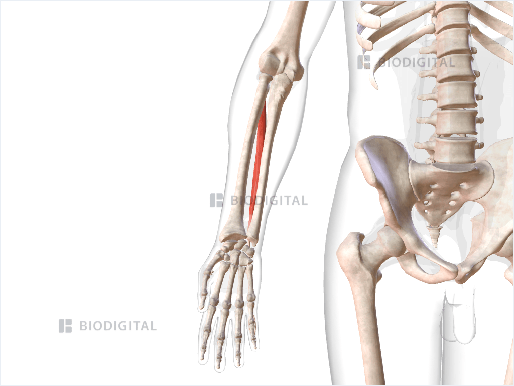 Right extensor digiti minimi