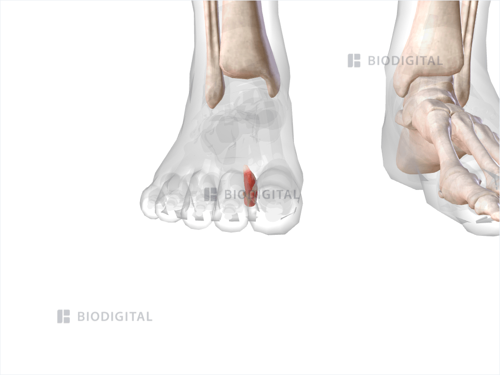 First lumbrical muscle of right foot