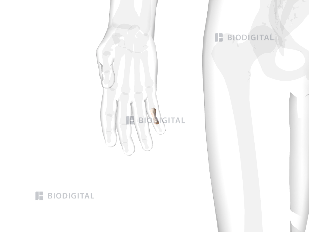 Middle phalanx of right little finger