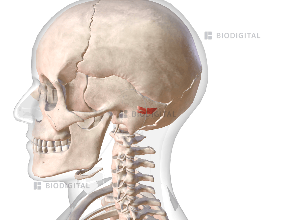 Left auricularis posterior