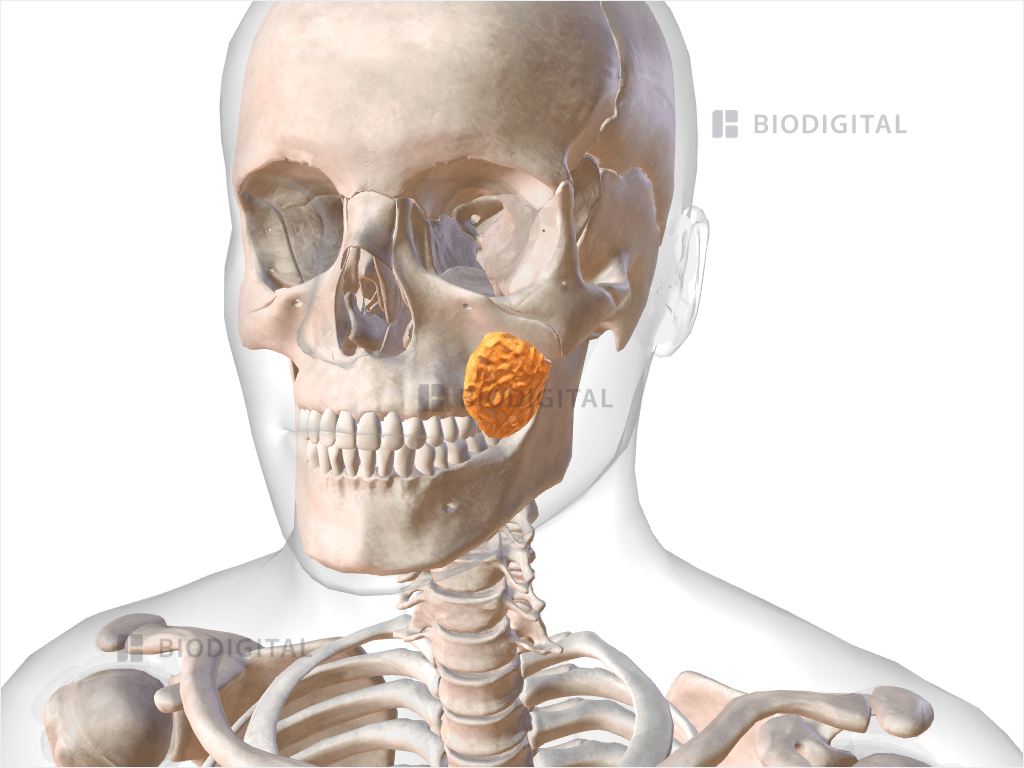 Left buccal fat pad | BioDigital Anatomy