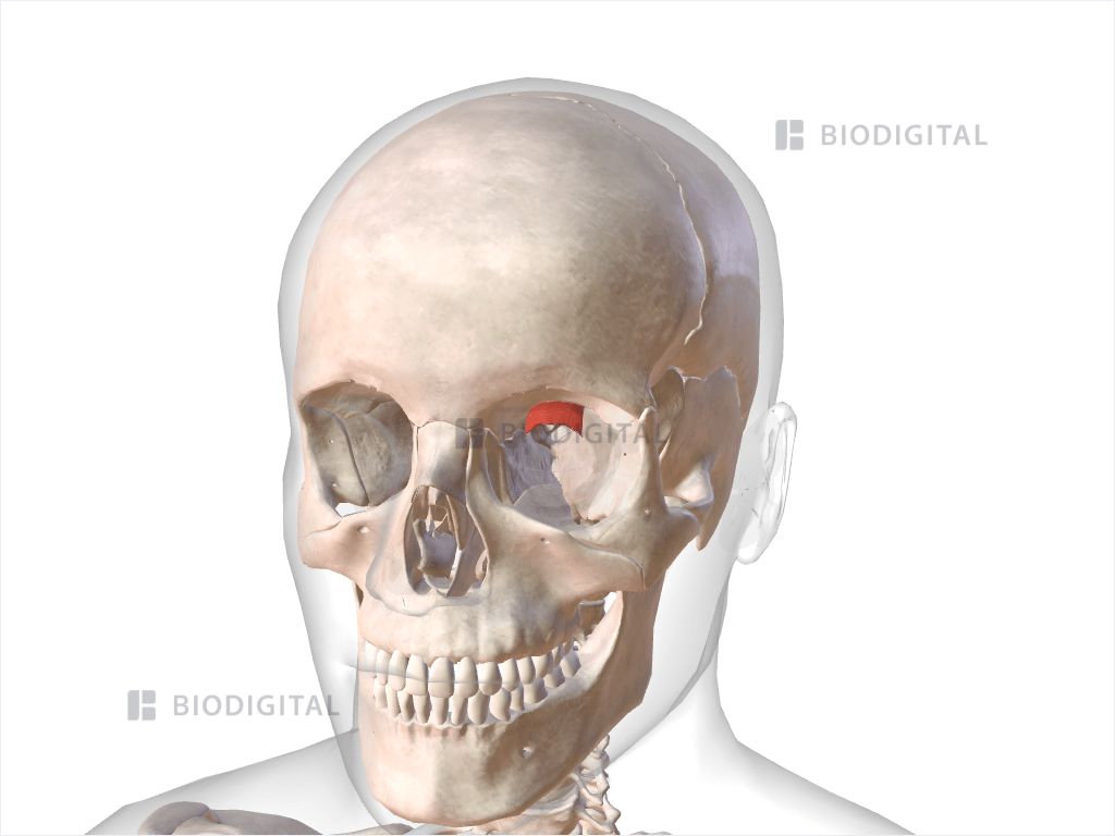 Left superior tarsal