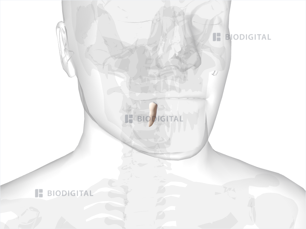 Right mandibular first premolar