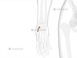 First Ray Hand Right first metacarpal | BioDigital Anatomy