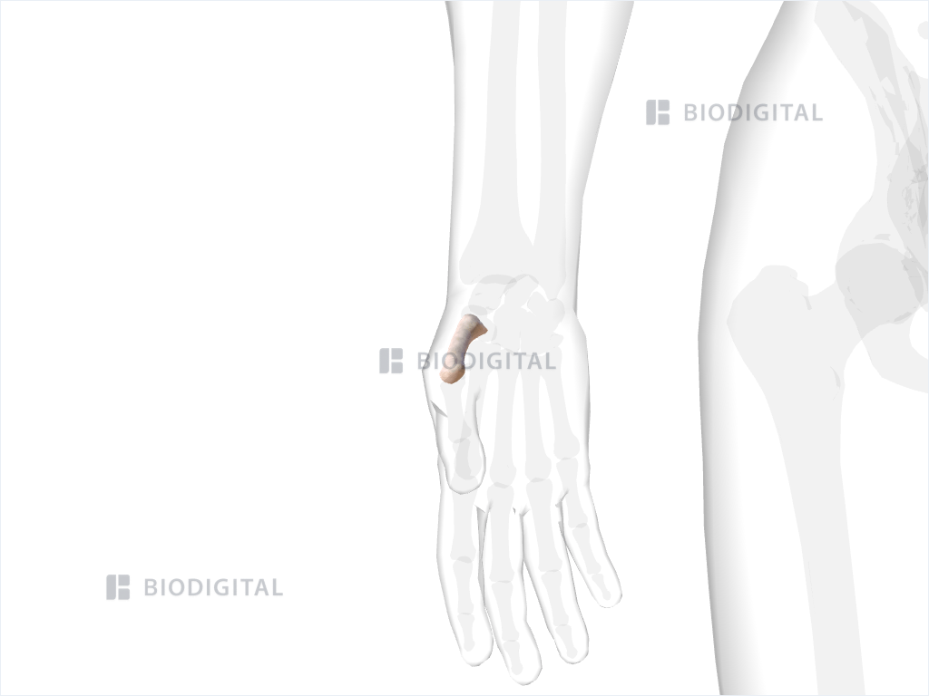 Right first metacarpal