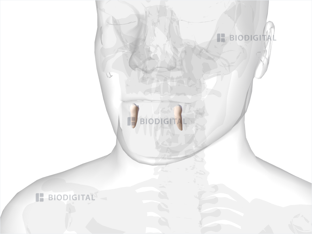 Mandibular first premolar