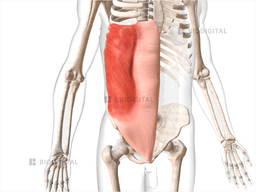 Right external oblique | BioDigital Anatomy