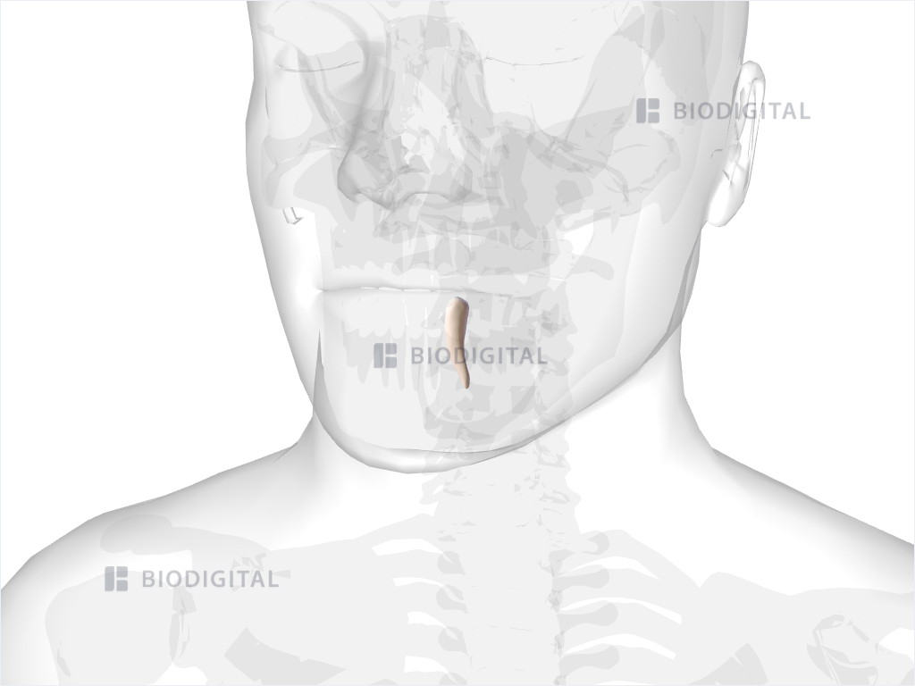 Left mandibular canine