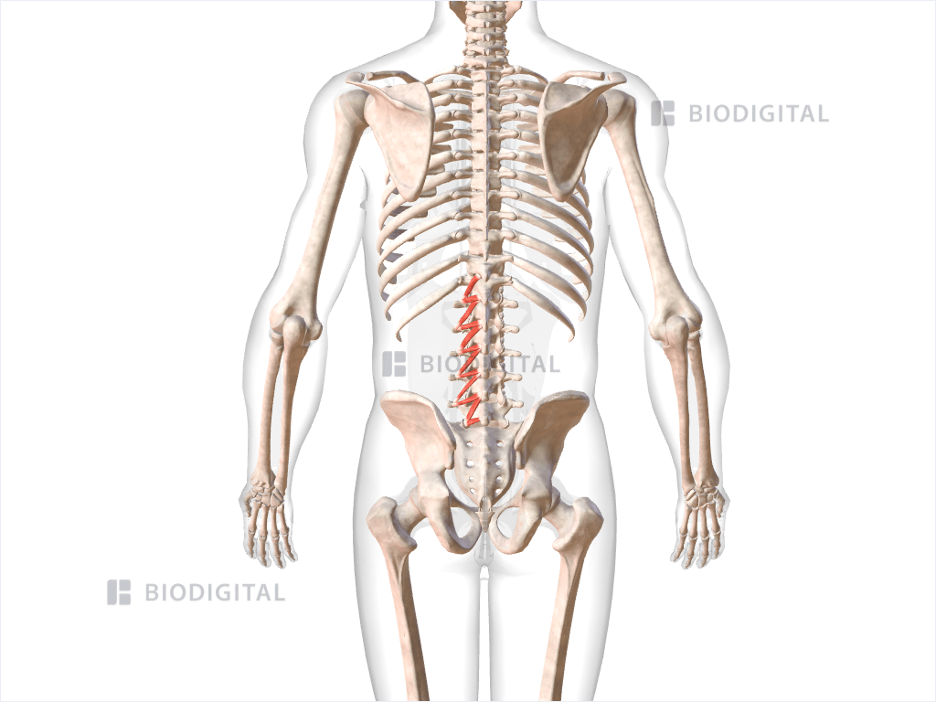 Left rotatores lumborum