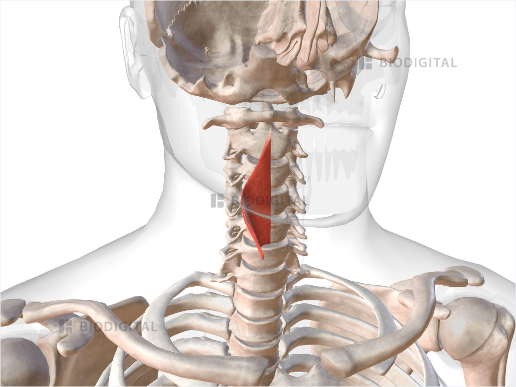 Right inferior pharyngeal constrictor