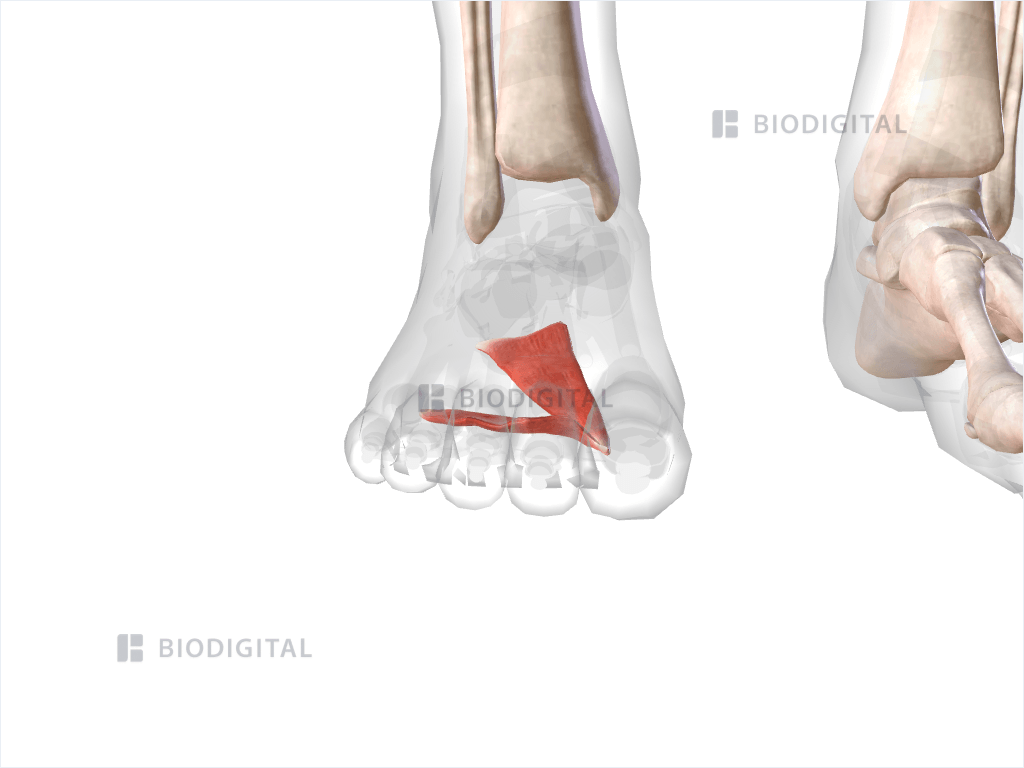 Right adductor hallucis