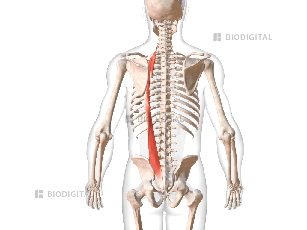 Left iliocostalis