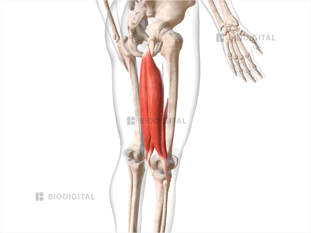 Posterior compartment muscles of right thigh