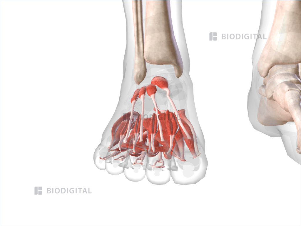 Muscles of right foot