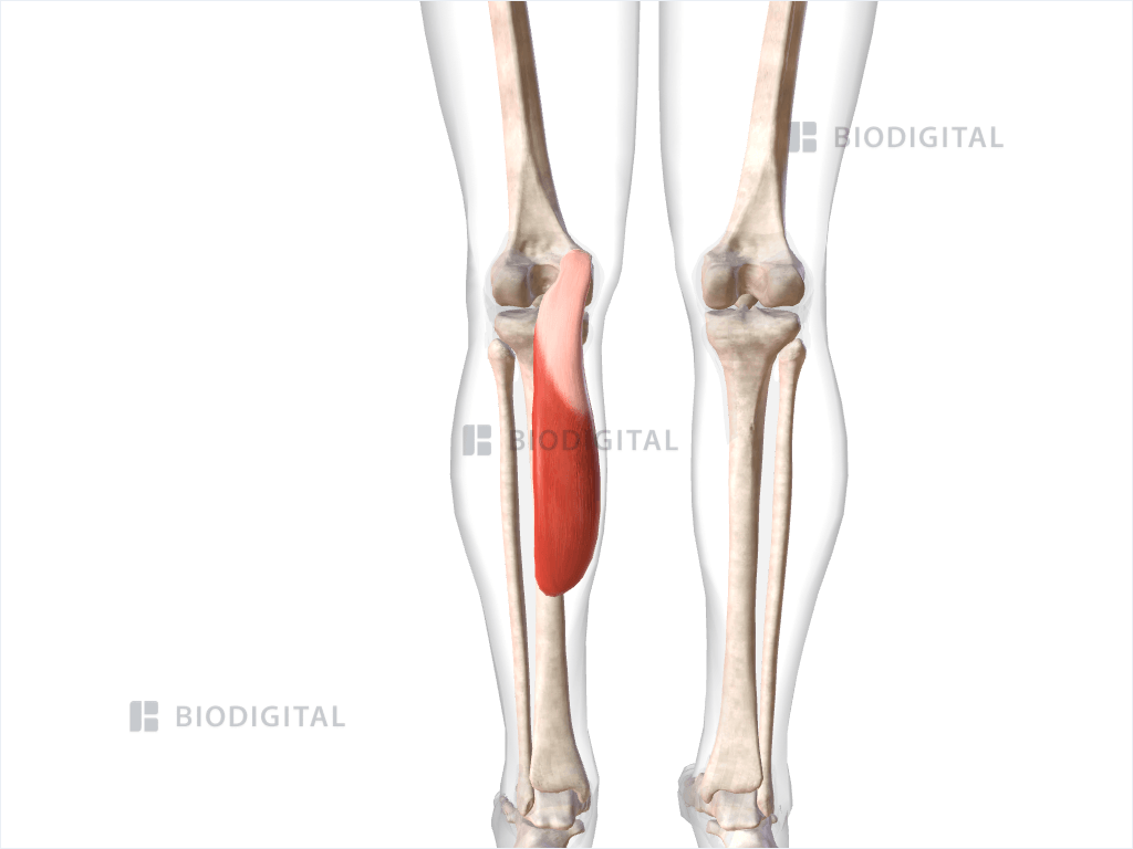 Medial head of left gastrocnemius