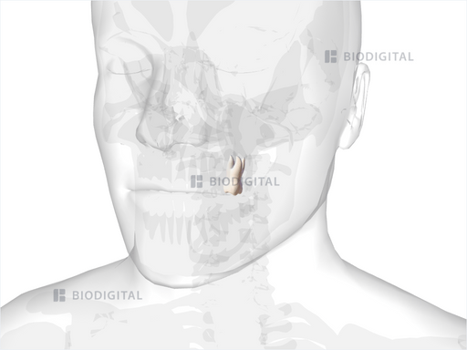 Left maxillary first molar | BioDigital Anatomy