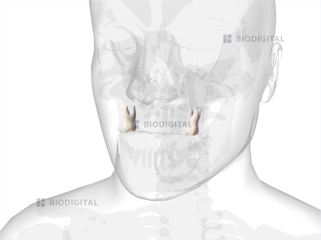 Maxillary first molar