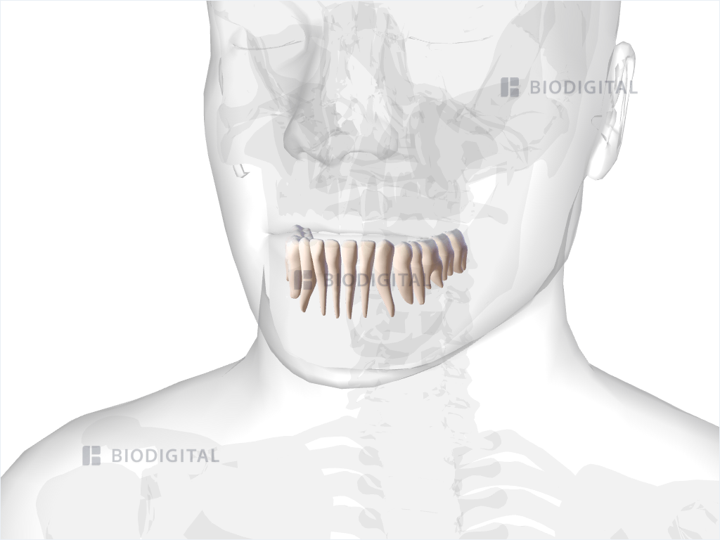 Mandibular teeth