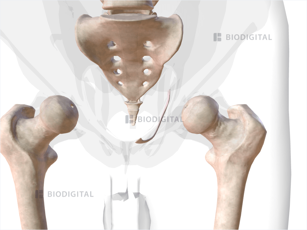 Left tendinous arch of levator ani